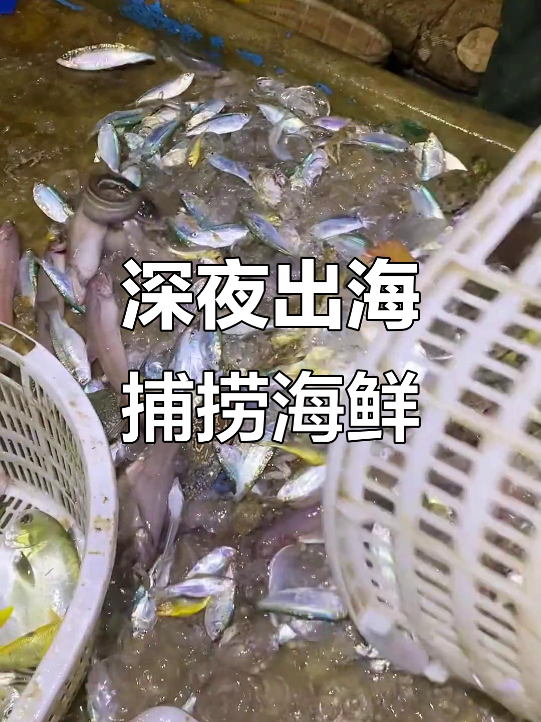 带粉丝出海捕鱼,凌晨三点收获满满!