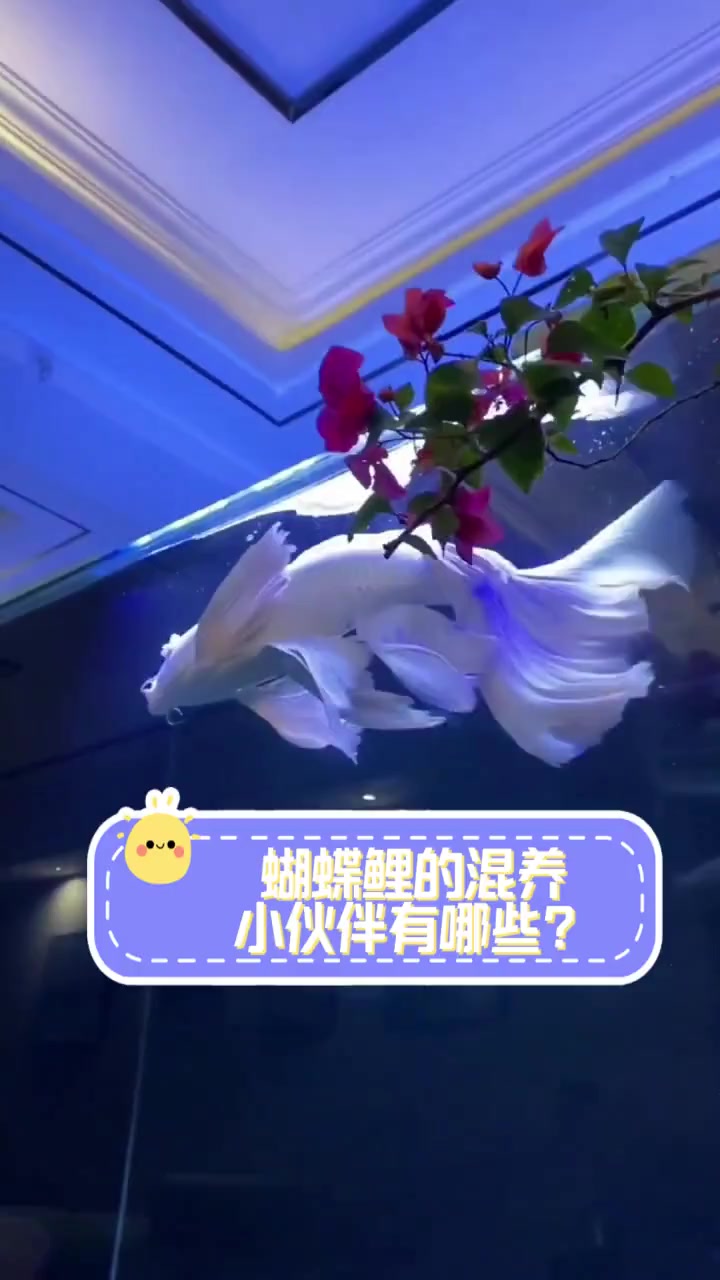 蝴蝶鲤的混养小伙伴有哪些?