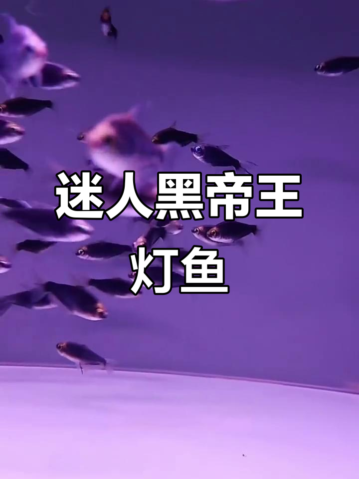 黑帝王灯鱼:神秘缎黑与明亮眼睛的完美结合