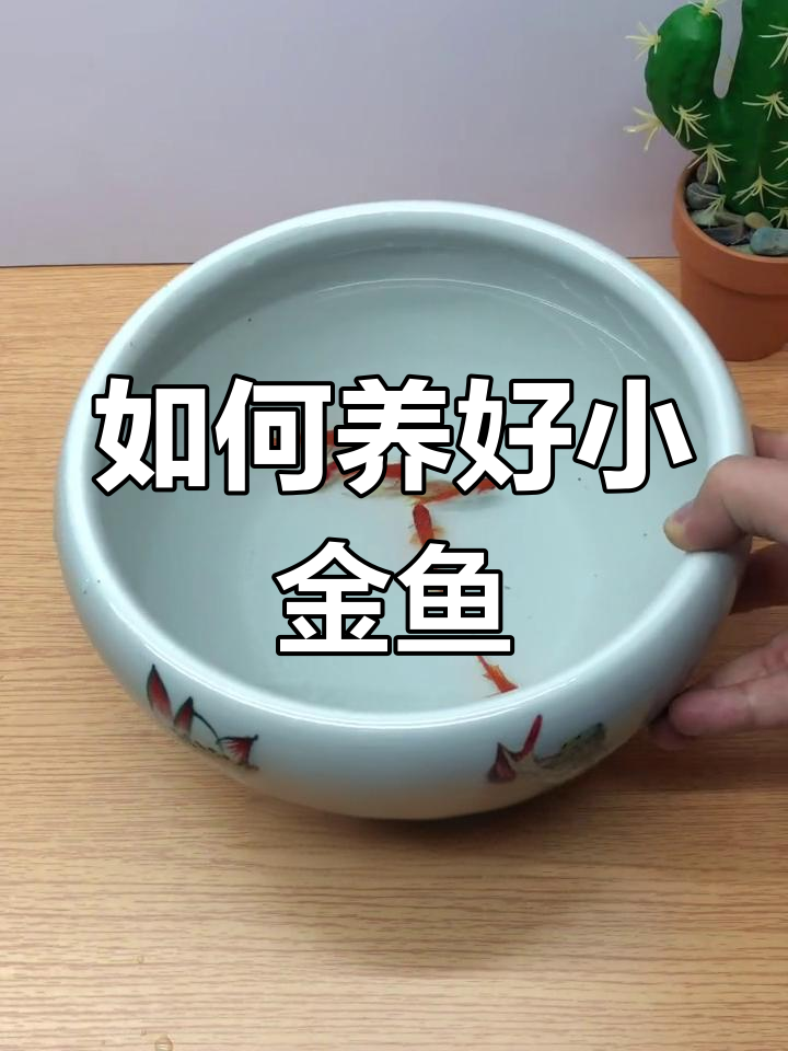 小金鱼饲养全攻略,水质与喂食要点