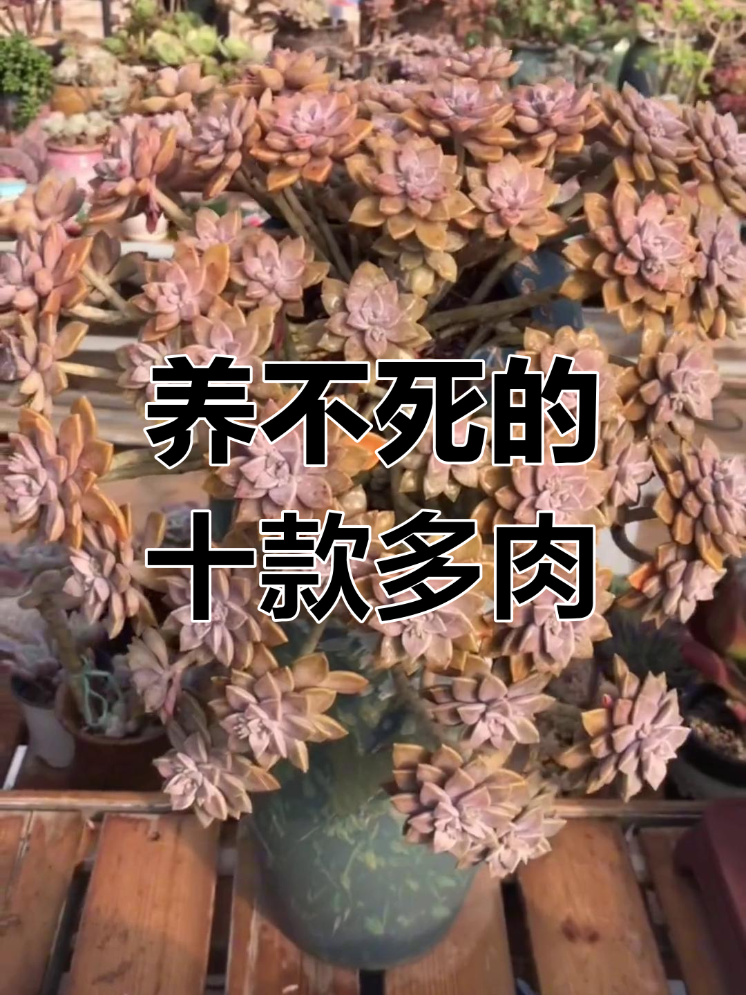 十大最容易养的多肉植物,轻松搞定!