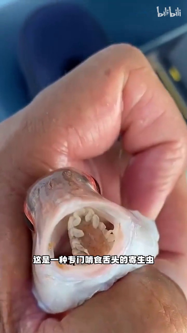 缩头鱼虱拥有一种让人羡慕的技能！