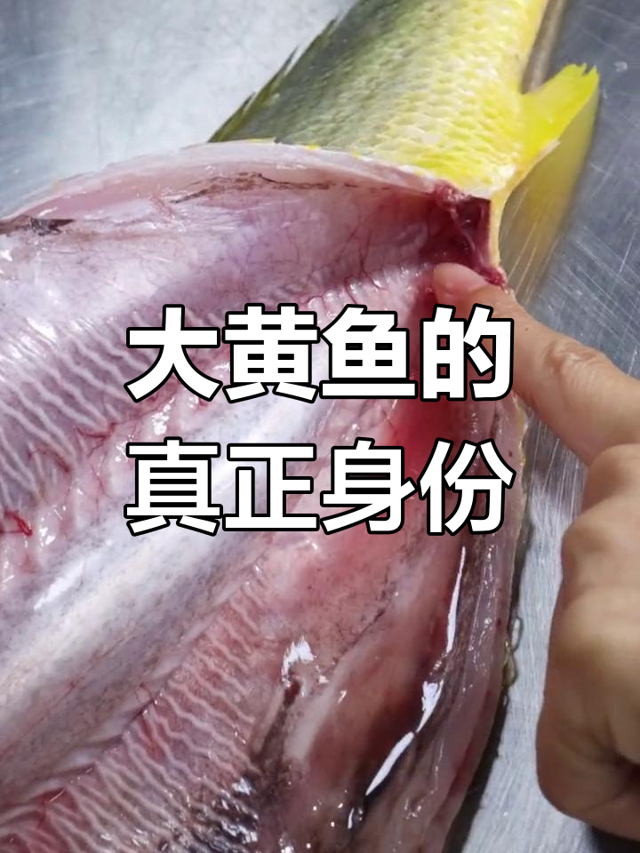 野生大黄鱼揭秘:如何辨别真正的金龙胶