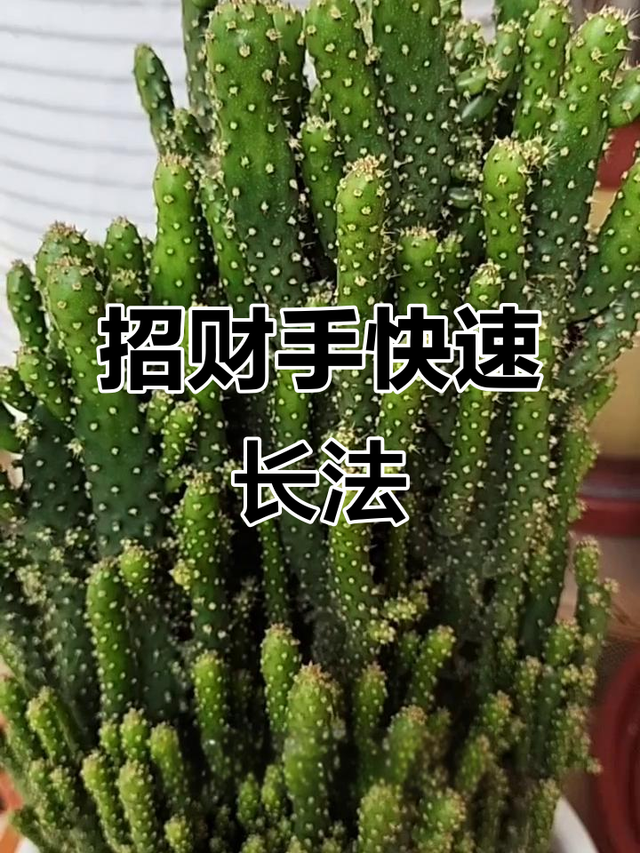 招财手养护秘籍:光照与肥料双管齐下,小手粗壮更茂盛