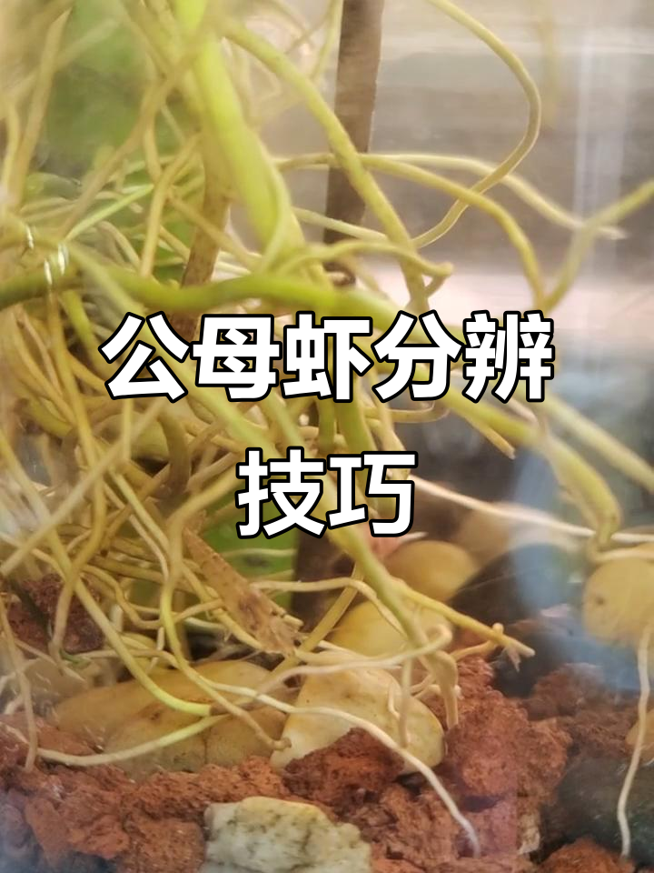 如何区分公虾与母虾?一看就懂!