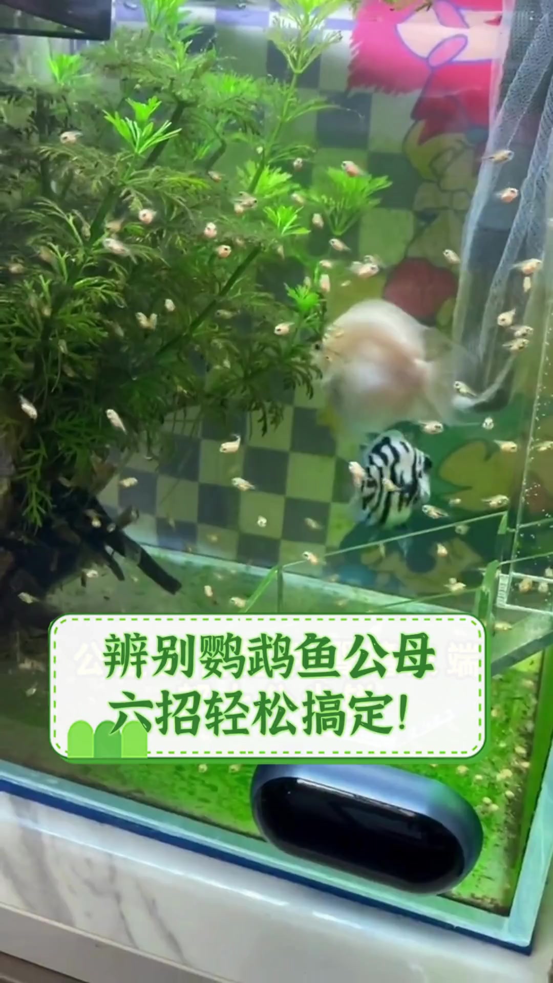 辨别鹦鹉鱼公母,六招轻松搞定!