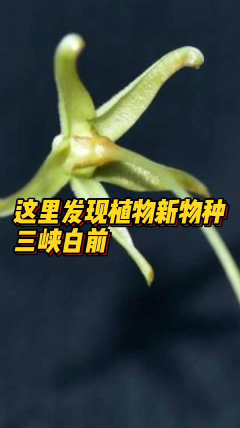 「科研人员在 三峡地区发现植物新物种」中国科学院武汉植物园和重庆自然博物馆、重庆五里坡国家