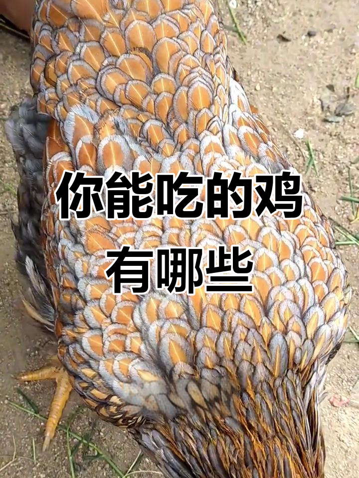 24种鸡,你能吃几种?从冬涛到红腹锦鸡全解析