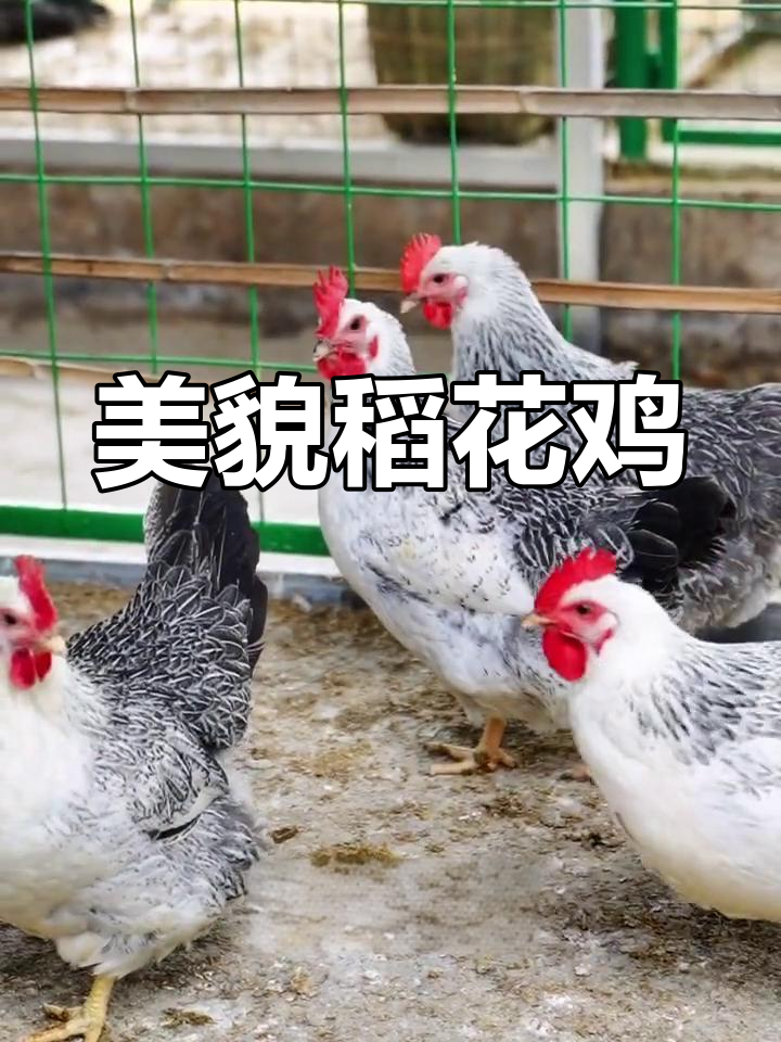 稻花鸡,美丽胜过公鸡,你心动了吗?