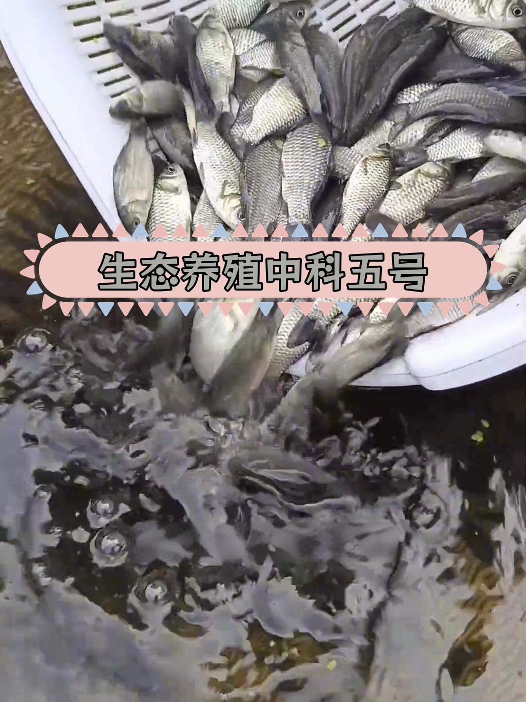 中科五号鲫鱼:生长快、抗病强,肉质细嫩