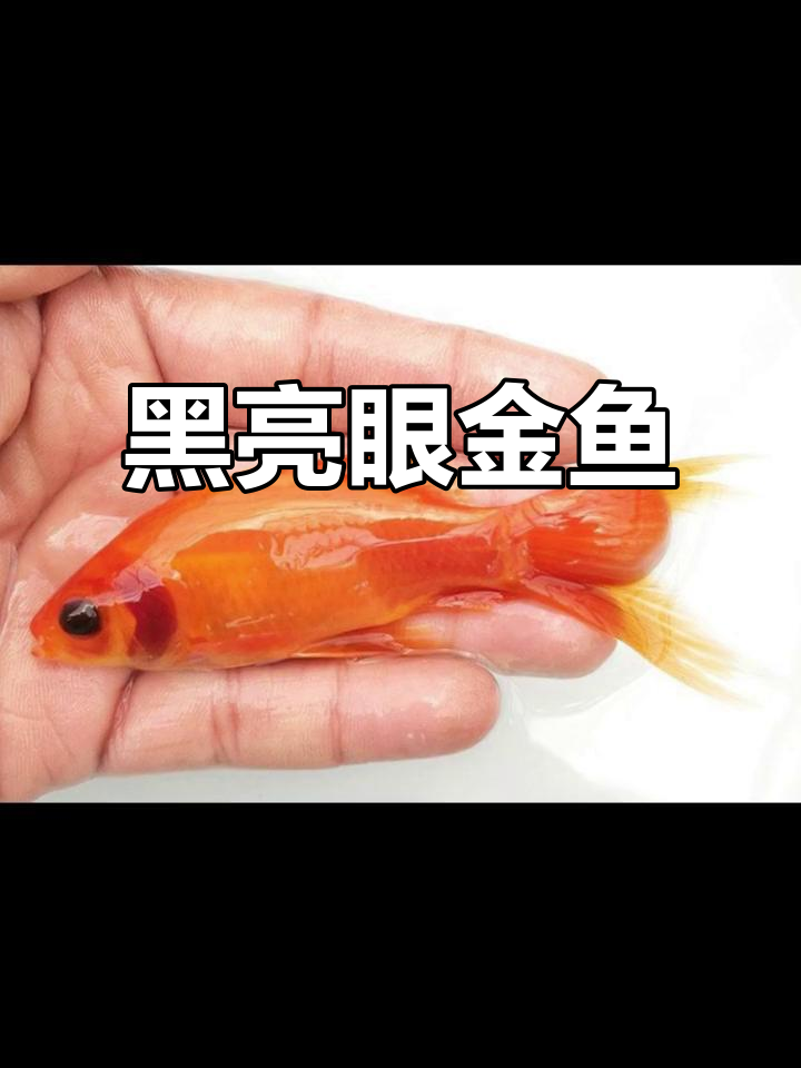 草金鱼拥有葡萄般黑亮的眼睛，令人陶醉