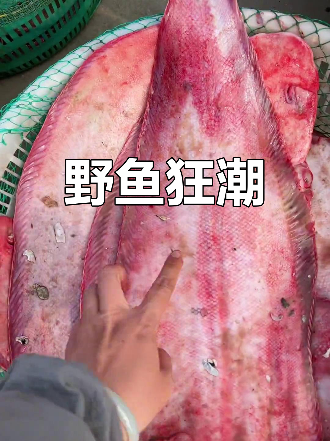 三山岛野生鱼泛滥,网友评论搞笑,青岛船主也来凑热闹