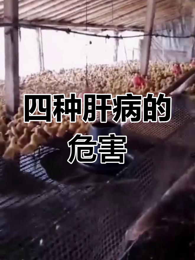 肉鸭四种肝病解析