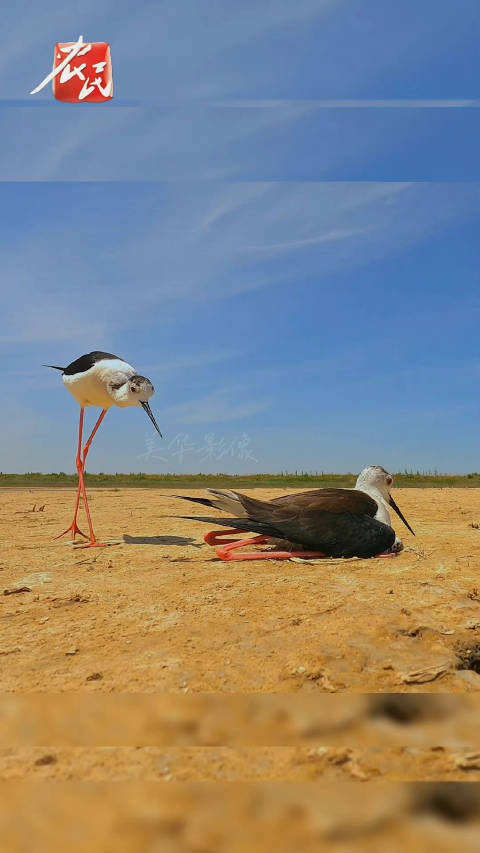 「新手爸爸!长长长腿鸟爸第一眼看到宝宝有点懵」近日,有摄影师发布了一段黑翅长脚鹬的珍贵视频