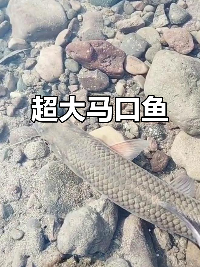 巨型马口鱼现身,震撼来袭!