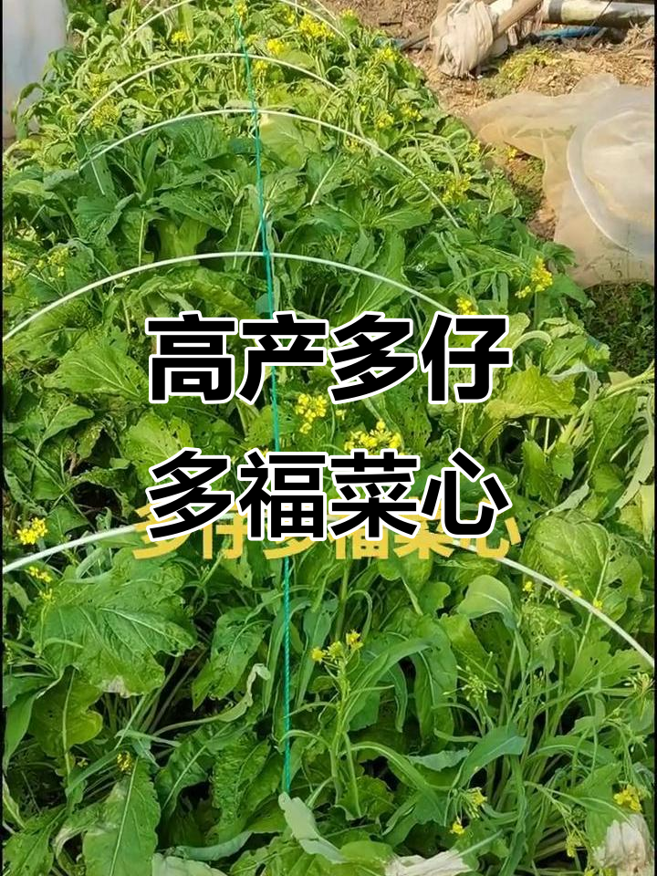 多仔多福菜心,产量惊人!纯天然绿色蔬菜值得推荐