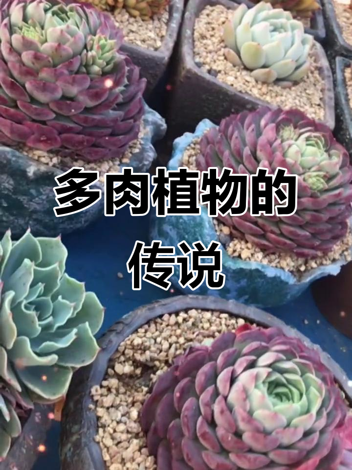 朱砂痣,多肉植物中的美丽传奇