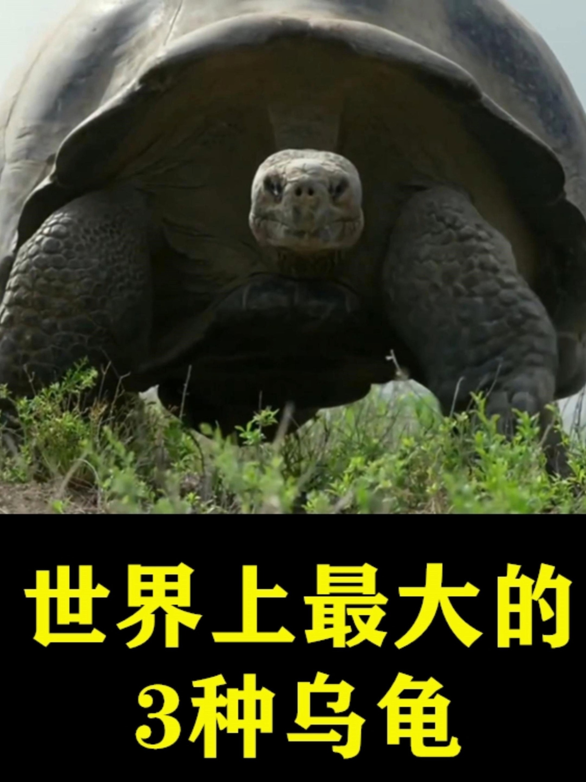 世界上最大的3种乌龟!