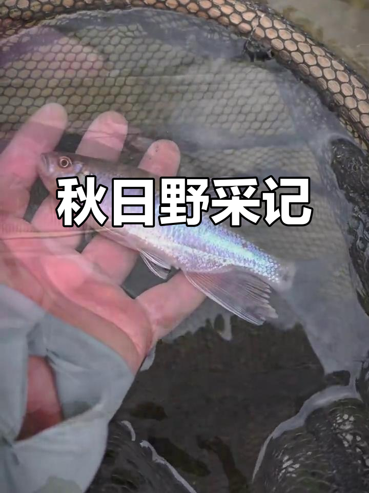 秋季野采,马口色彩斑斓,异鱲略显褪色