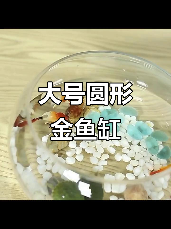 创意大号圆形玻璃金鱼缸，迷你造景水培乌龟缸