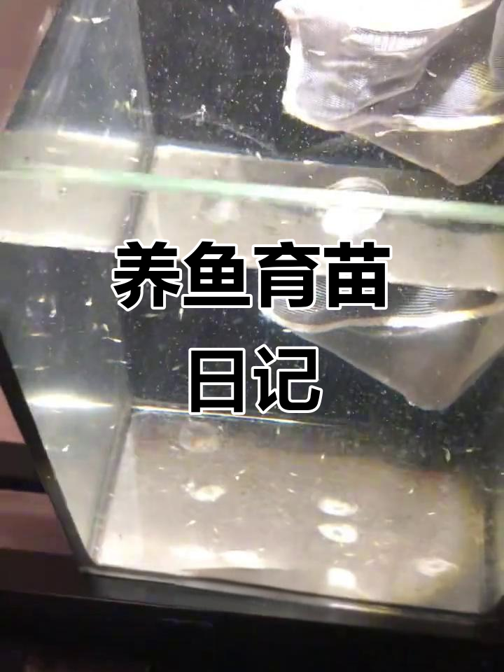 鱼苗孵化与成长:从甩尾到显色,斗鱼种鱼的日常