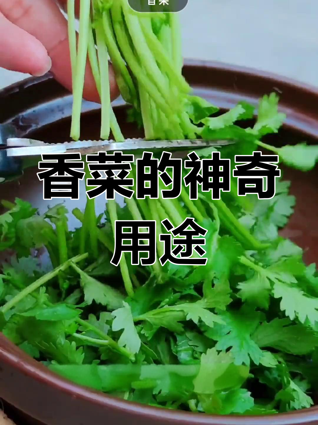 香菜的多重功效,你了解吗?