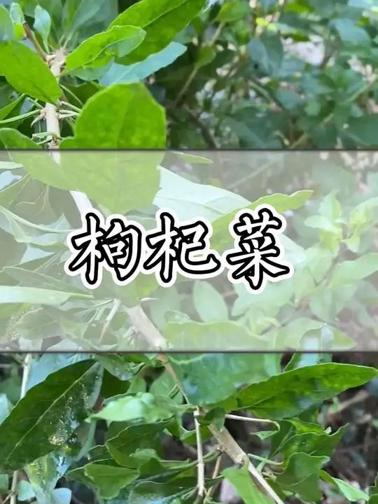 这种青草叫“枸杞菜”