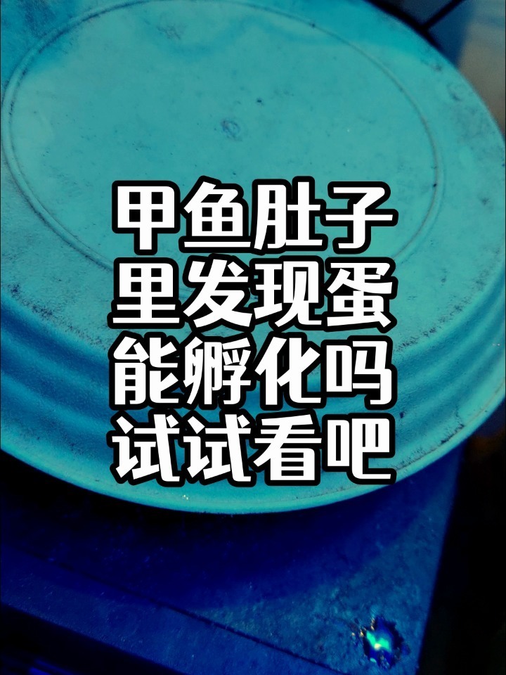 甲鱼蛋孵化
