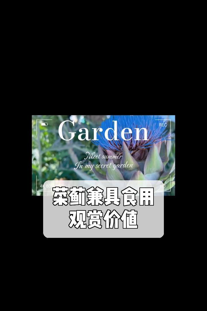 菜蓟兼具食用,观赏价值