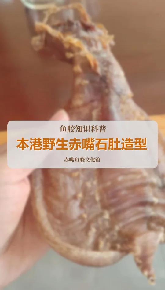 本港野生赤嘴公石肚造型