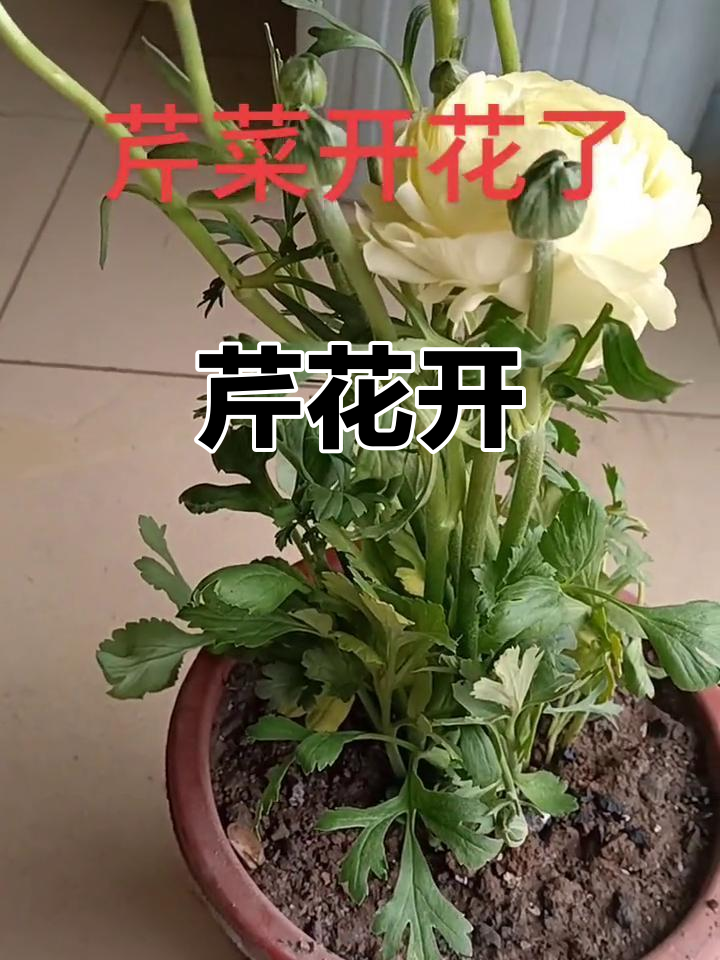 芹菜也能开花,你见过吗?