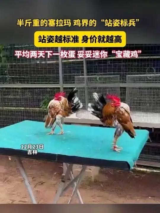 12月23日(采访),吉林。巴掌大的塞拉玛迷你鸡一闲下来就昂首挺胸站得笔直,妥妥鸡界“端着