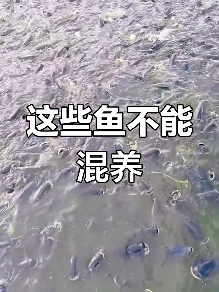 混养鱼类需避开这些肉食性鱼