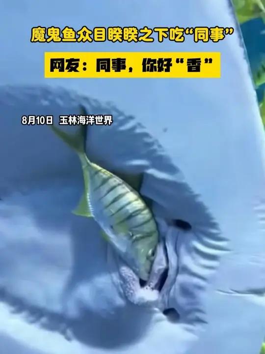魔鬼鱼众目睽睽之下吃“同事” 网友：同事，你好“香” 魔鬼鱼吃同事 玉林海洋世界