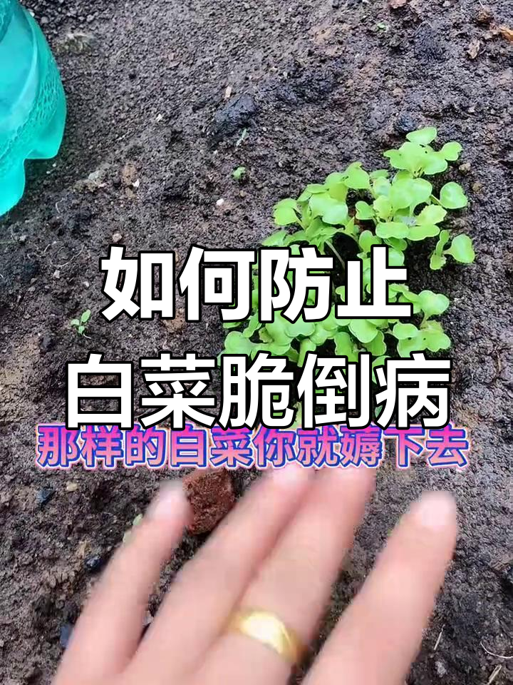 白菜苗期管理全攻略,预防倒病有妙招