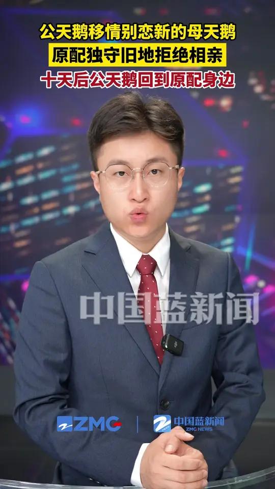在武汉经开区,一对黑天鹅在相爱10多年后,公天鹅移情别恋爱上了一只新的母天鹅。原配母天鹅拒