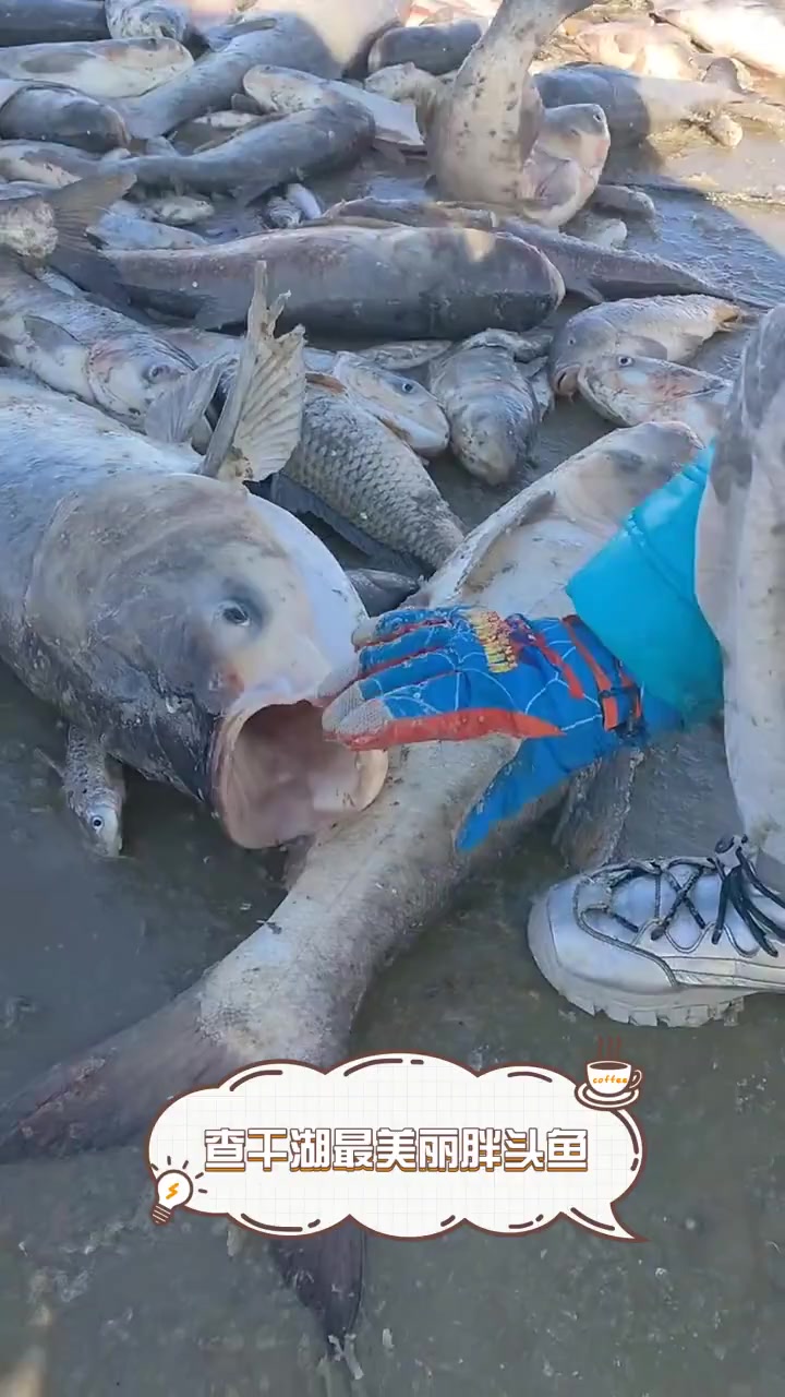 查干湖最美丽胖头鱼