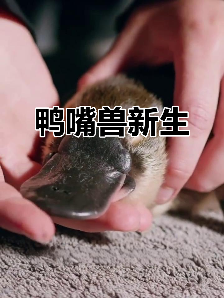 鸭嘴兽宝宝降生,皇家公园迎来新生命!