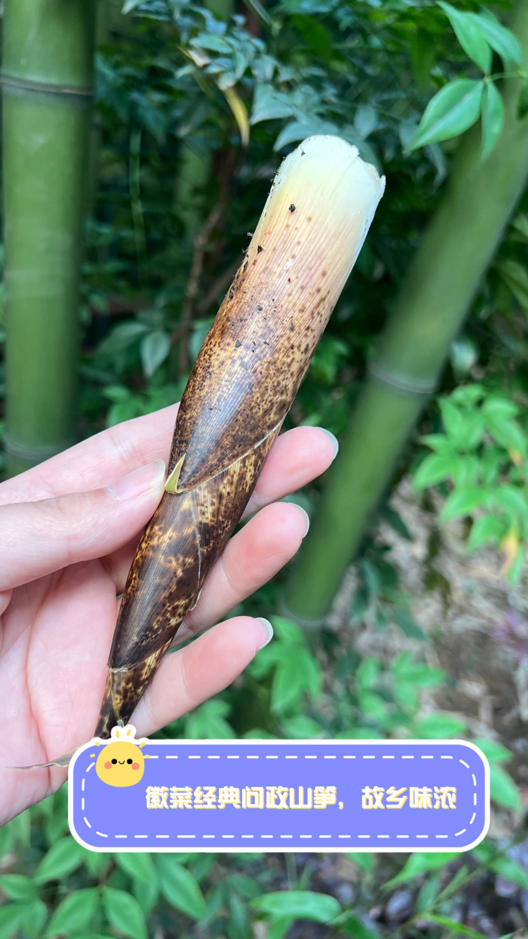 徽菜经典问政山笋，故乡味浓