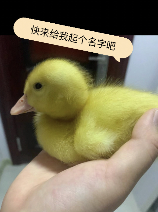 快来给小鸭子起个名字吧