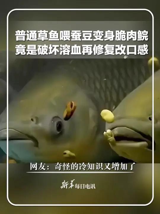 普通草鱼喂蚕豆变身脆肉鲩,竟是破坏溶血再修复改口感,网友:奇怪的冷知识又增加了。新华每日电