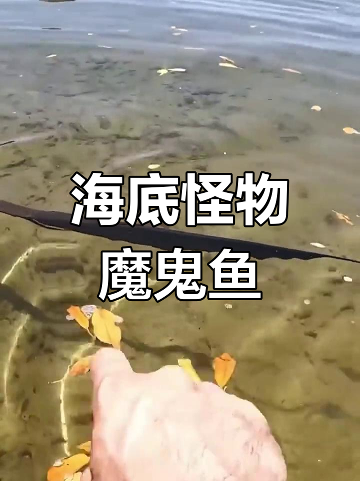 魔鬼鱼游动,尾巴毒刺让人胆战心惊