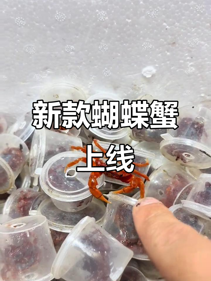 蝴蝶蟹新品来袭,深水线三天搞定!