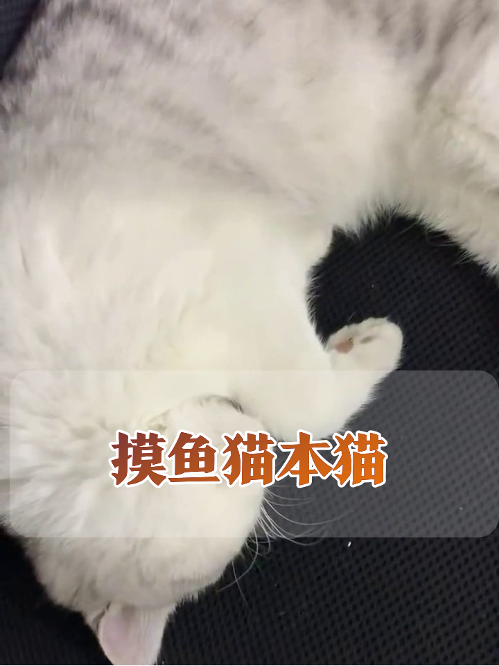 上班摸鱼被抓包?猫:我只是换个姿势做梦