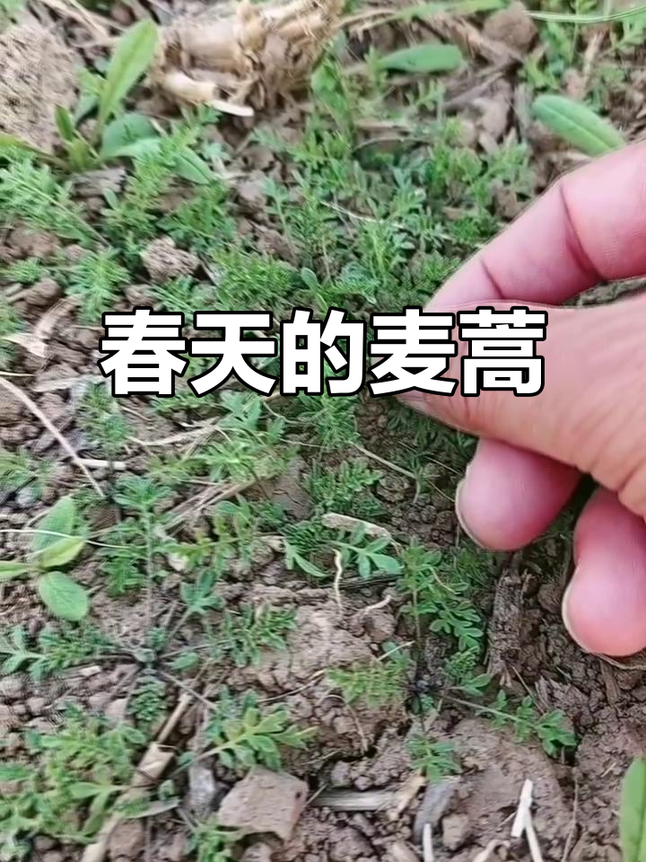 春天里的神奇野菜,麦蒿的秘密与美味