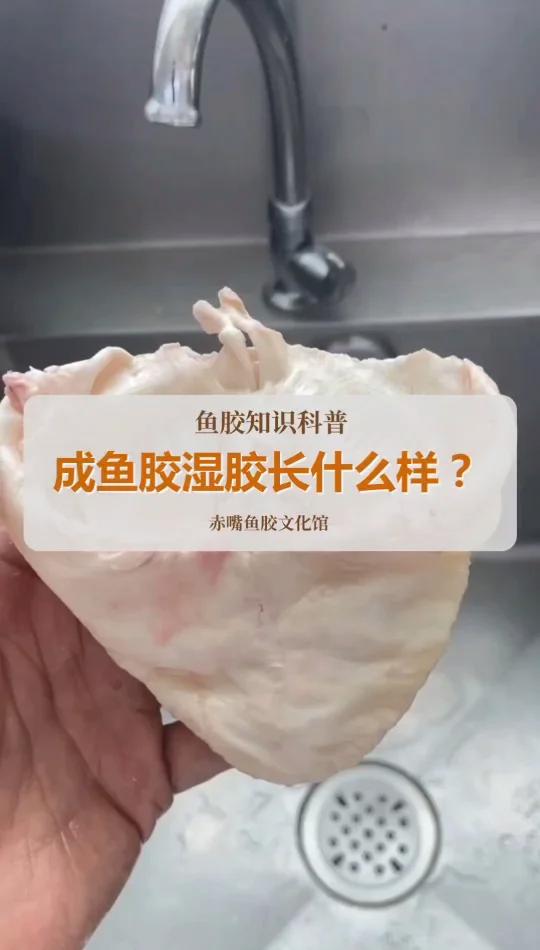 成鱼胶赤肚湿胶图片