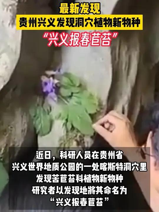 溶洞里的惊喜!贵州兴义发现洞穴植物新物种!
