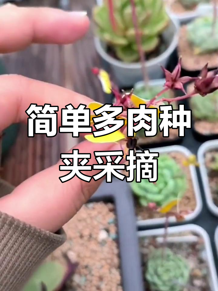 多肉种子采收全攻略