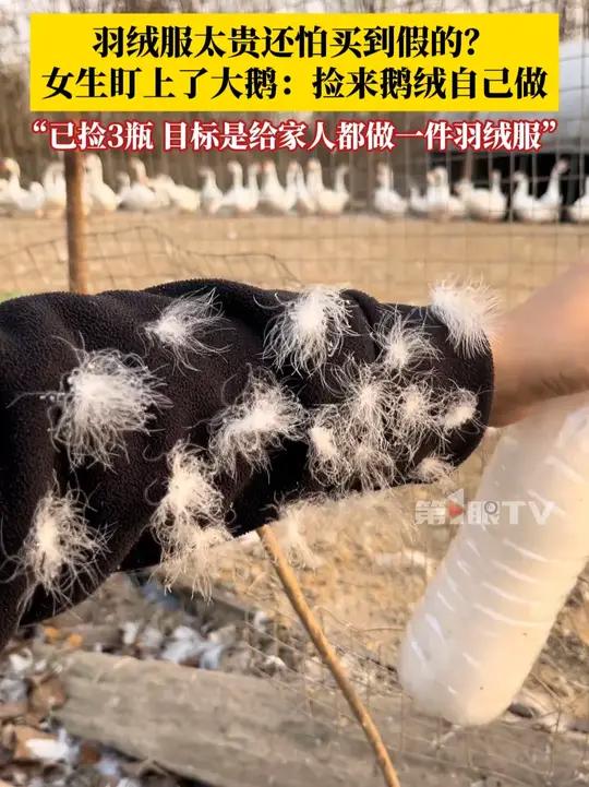羽绒服太贵还怕买到假的?女生盯上大鹅:不如捡鹅绒自己做,最起码货真价实!目前已捡3瓶,目标