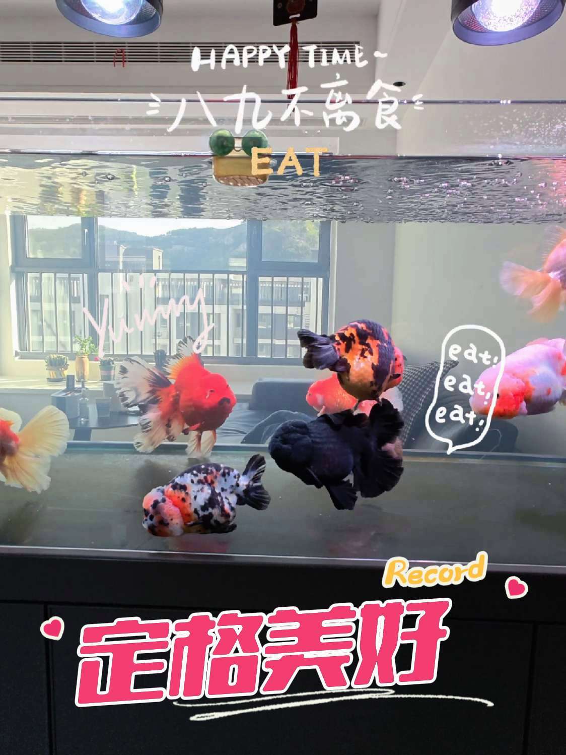 干饭鱼干饭浑,这兰寿泰狮金鱼咋时时刻刻的在吃,真的是能吃能拉 泰狮 兰寿 百褶尾泰狮金鱼 
